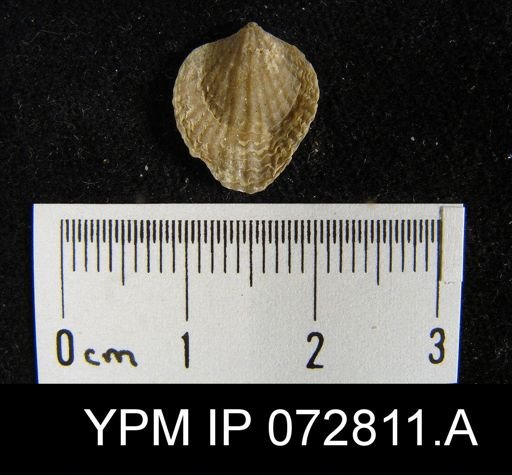 Atrypa tennesseensis