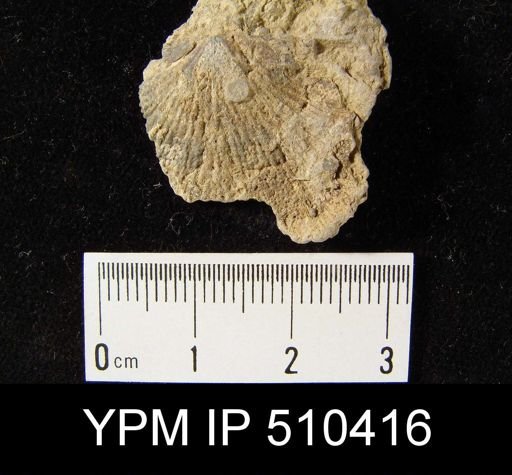 undet. Strophomenida