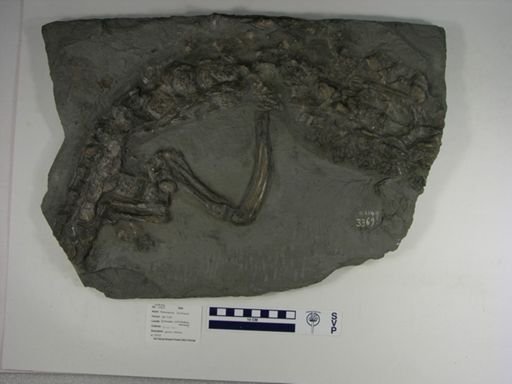 Steneosaurus bollensis