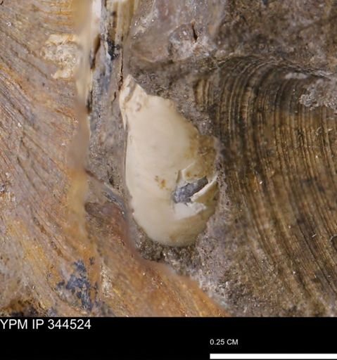 undet. Bivalvia