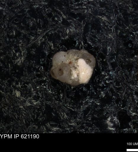 undet. Foraminiferida