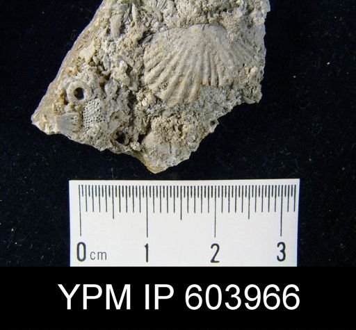 Leptocoelia flabellites