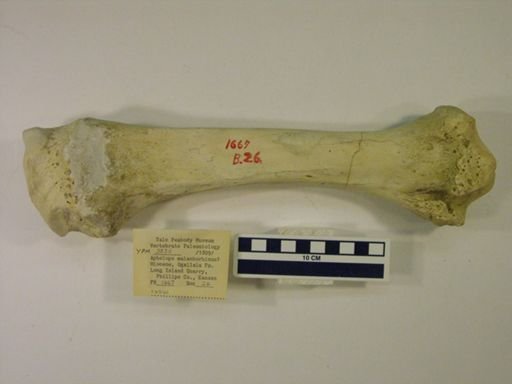 Aphelops malacorhinus