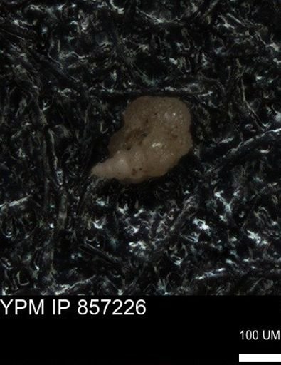 undet. Heterohelicidae