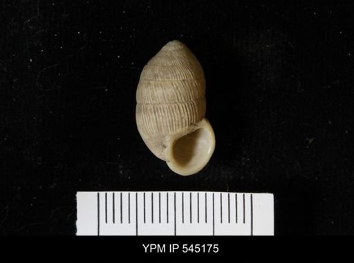 Cerion sp.