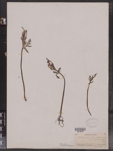 Botrychium lanceolatum