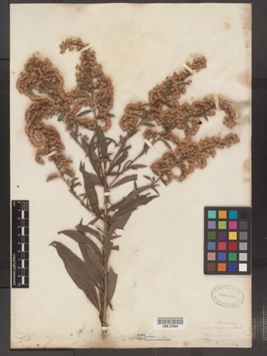 Solidago altissima