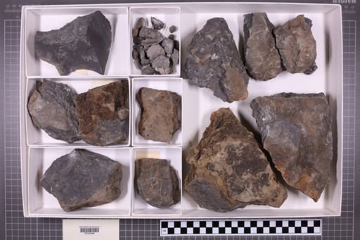 mixed taxa, stratigraphic collection