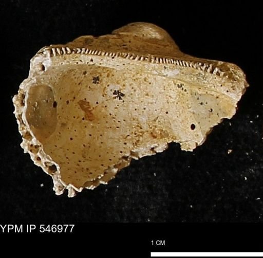 Scapharca transversa