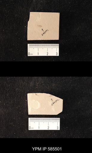 undet. Hexapoda