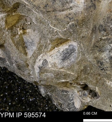 Protocardia sp.