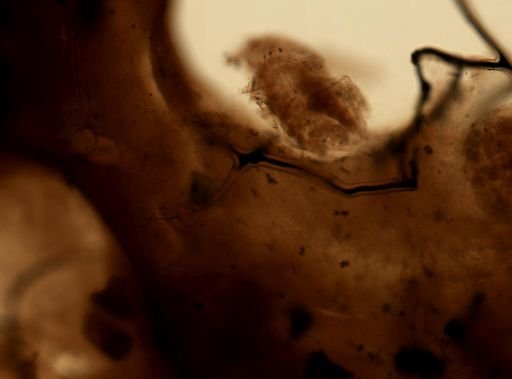 Aplysina sp.