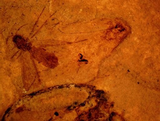undet. Blattaria