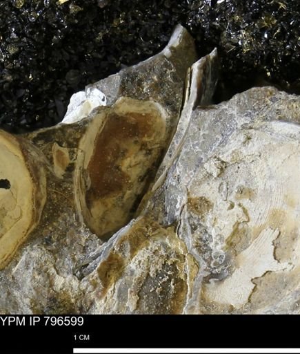 Malletia evansi