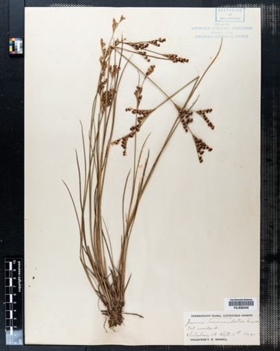 Juncus brevicaudatus