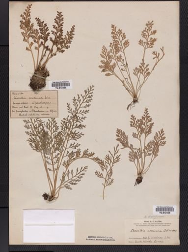 Asplenium