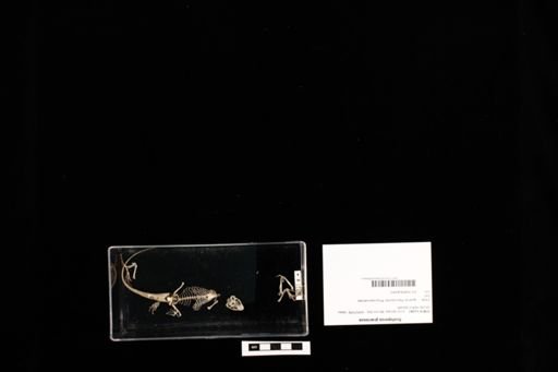 Sceloporus graciosus