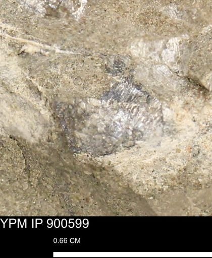 Anomia gryphorhyncha