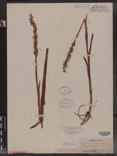 Habenaria dilatata