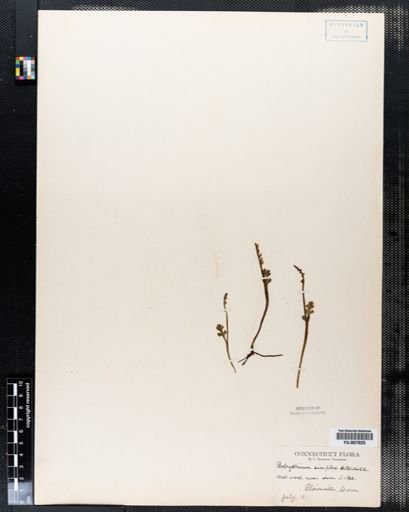Botrychium simplex