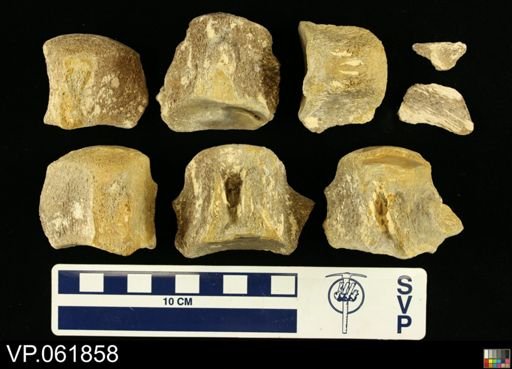 undet. Mosasauridae