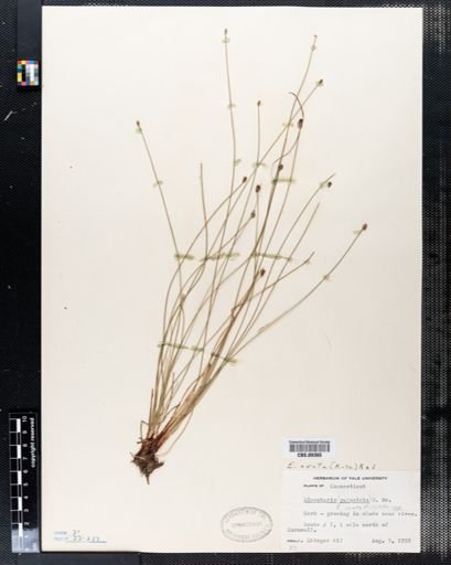Eleocharis palustris