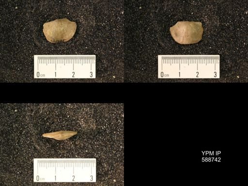 Strophomena sulcata