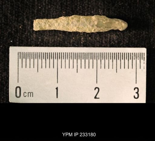 Archaeocidaris sp.