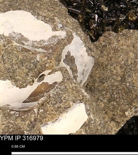 Phelopteria