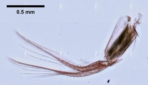 Andaniotes