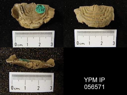 Leptaena rhomboidalis