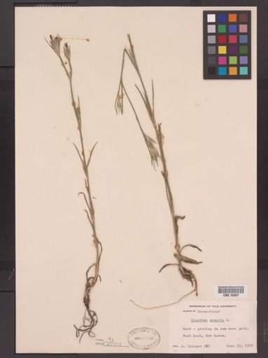 Dianthus armeria