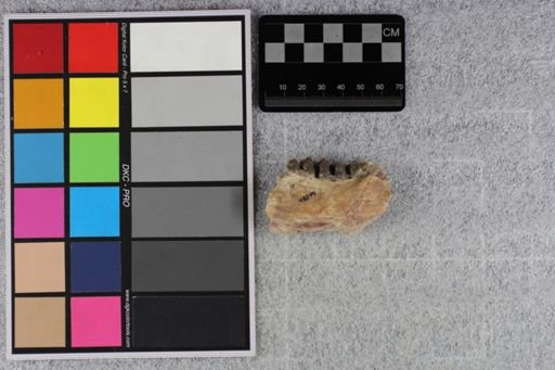 Merycoidodon culbertsoni