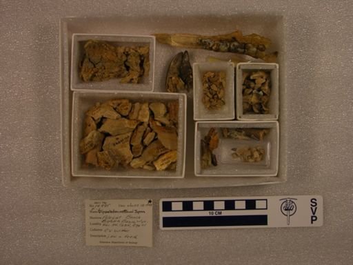 Dipsalodon matthewi