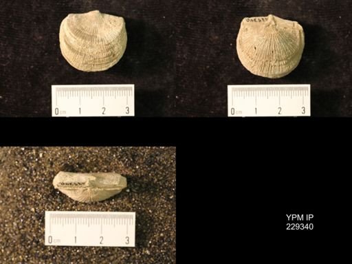 Derbya crassa texana