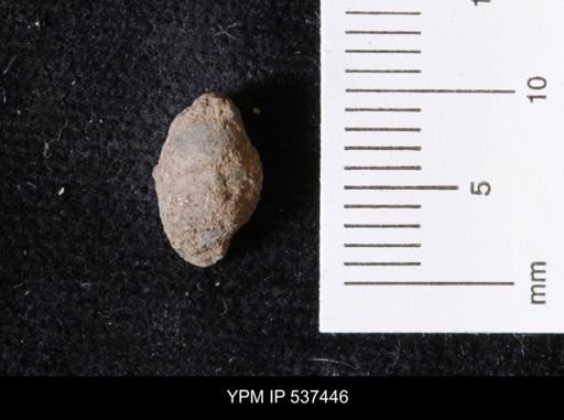 Goniobasis ortmanni