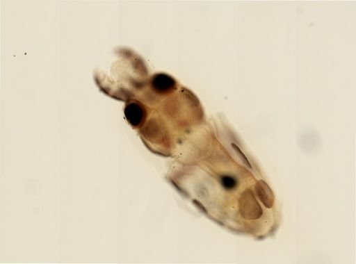 Myopsida