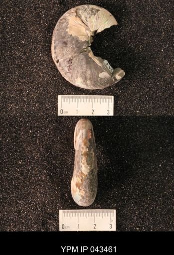 Hoploscaphites nicolletii