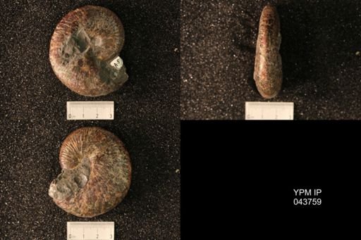 Hoploscaphites nicolletii