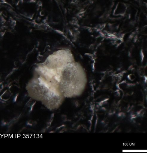 undet. Foraminiferida