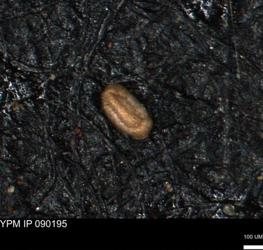 Miliammina inflata