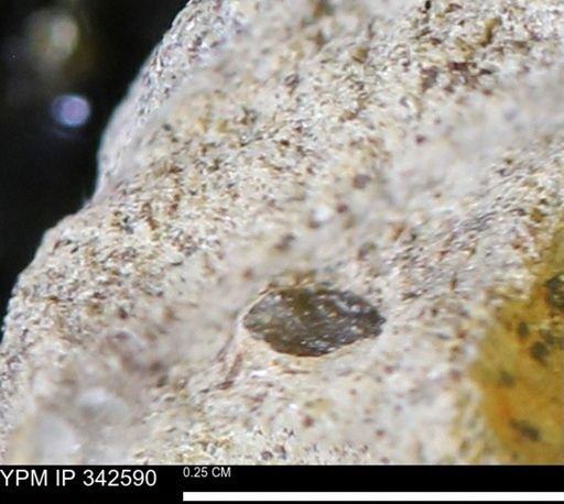 undet. Mollusca