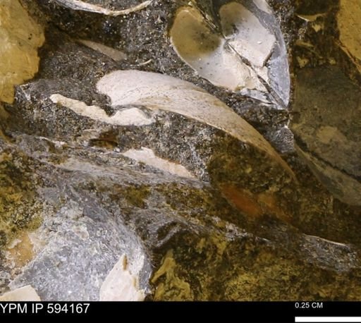 Limopsis? striatopunctatus