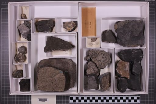 mixed taxa, stratigraphic collection