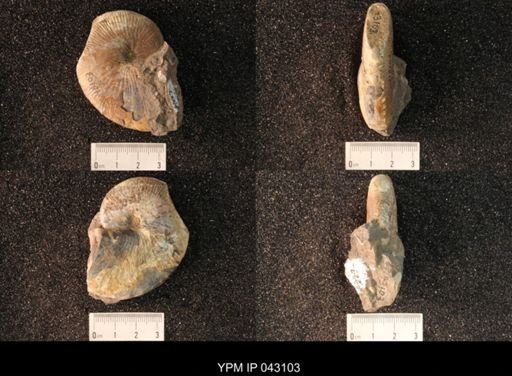 Hoploscaphites nicolletii