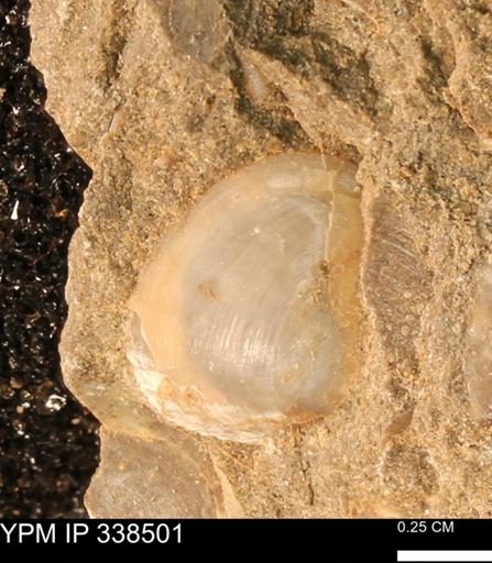 Protocardia subquadrata