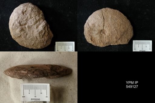 undet. Ammonoidea