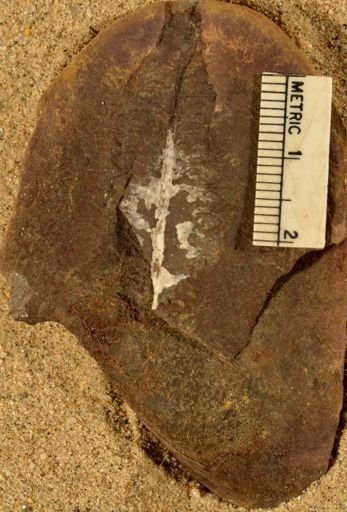 Pecopteris