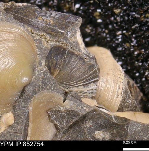 Limopsis striatopunctatus