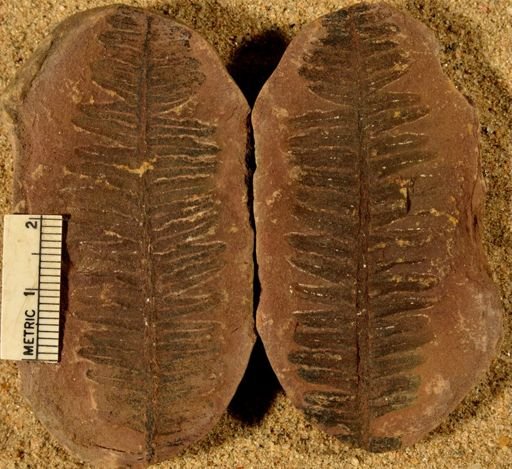 Pecopteris
